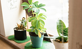 インテリア＆デコレーション イメージ